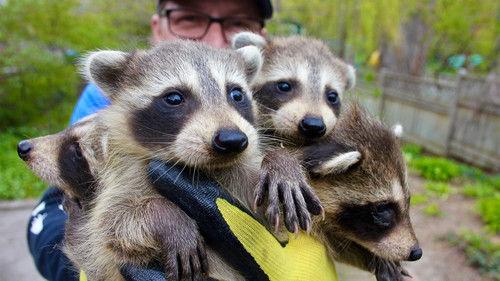 Louis and the Urban Jungle Season 3 Episode 4 - Episode 4