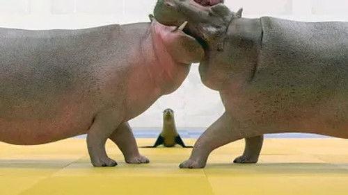 Athleticus Season 1 Episode 19 - Episode 19