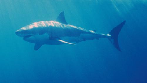 Nature Season 22 Episode 4 - White Shark/Red Triangle