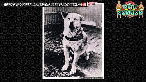 Wednesday Downtown Season 9 Episode 10 - The theory that there are still people alive who have seen the real Hachiko, and more