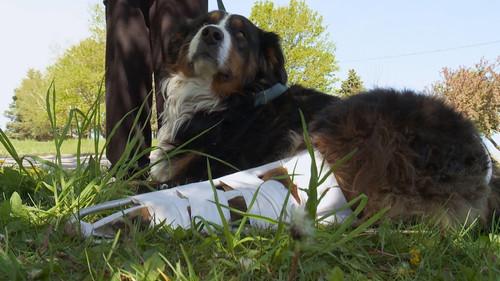 The Incredible Dr. Pol Season 12 Episode 9 - The Fourth of Pol-y