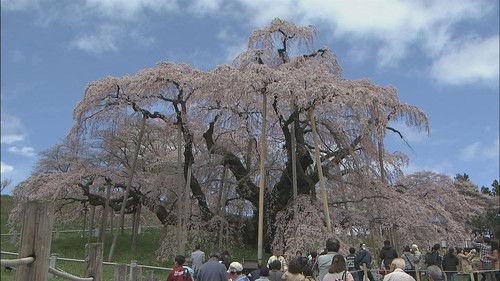 Shin Nihon Fudoki Season 5 Episode 14 - Episode 14