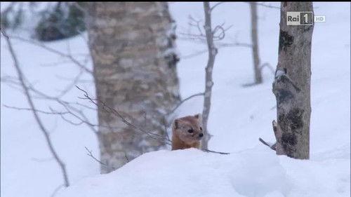 Superquark Season 23 Episode 6 - Episode 6