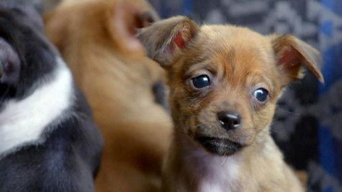 Amanda to the Rescue Season 1 Episode 3 - Puppy Overload