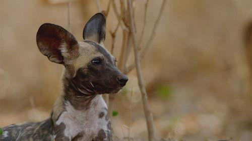 Africa's Hunters Season 2 Episode 5 - The Hot Springs Pack