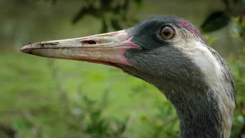 Jungle Planet Season 1 Episode 14 - The Conquered Forest: Iberian Oak Forests