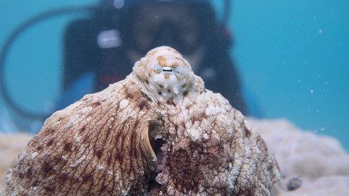 Secrets of the Octopus Season 1 Episode 3 - Social Networkers