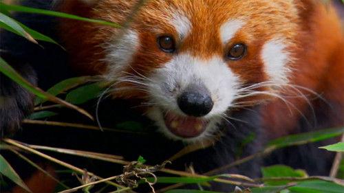 Wildest India Season 1 Episode 3 - Himalayas: Surviving the Summits