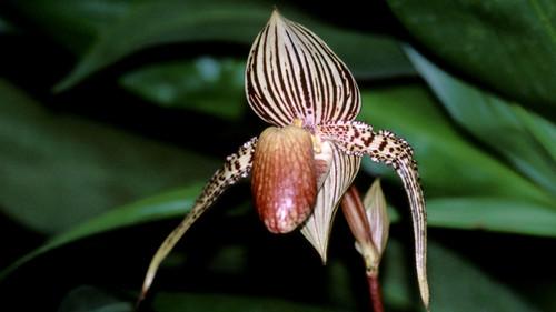 Equator's Wild Secrets Season 1 Episode 2 - Borneo And Sumatra