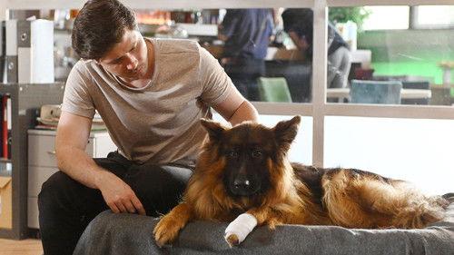 Komisarz Alex Season 18 Episode 13 - Episode 13