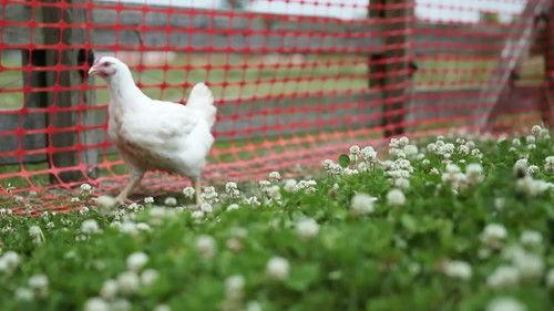 A Chef's Life Season 2 Episode 11 - Chicken Lickin'