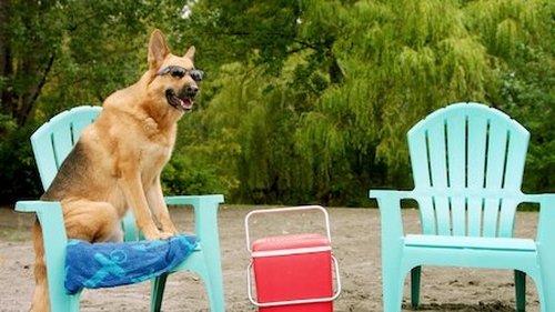 Pup Academy Season 1 Episode 6 - Spark Strays