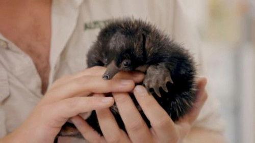 Crikey! It's the Irwins Season 4 Episode 4 - The Puggle Struggle