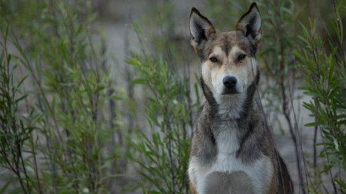 Life Below Zero Season 6 Episode 4 - Red Flag
