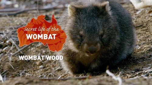 Secret Life of the Wombat Season 1 Episode 1 - Wombat Wood