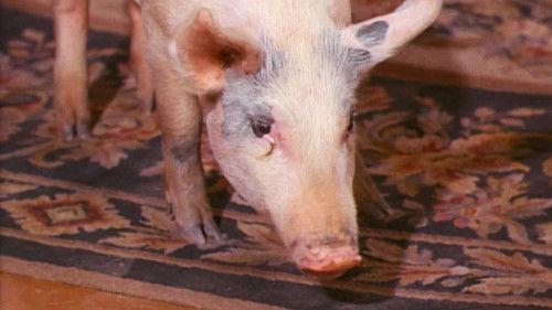 Green Acres Season 1 Episode 9 - You Can't Plug in a 2 with a 6