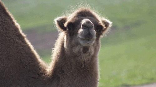 Secrets of the Zoo Season 2 Episode 9 - A Serval Star Is Born