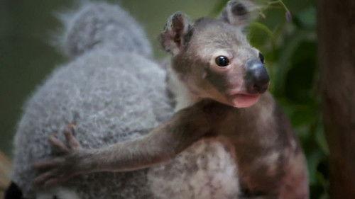 The Zoo: San Diego Season 2 Episode 1 - Baby Miracles