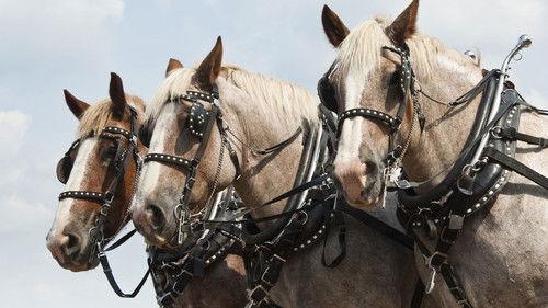 Nature Season 18 Episode 3 - Horses