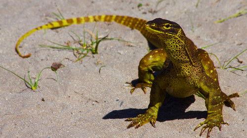 Great Barrier Reef Season 1 Episode 2 - Reef to Rainforest