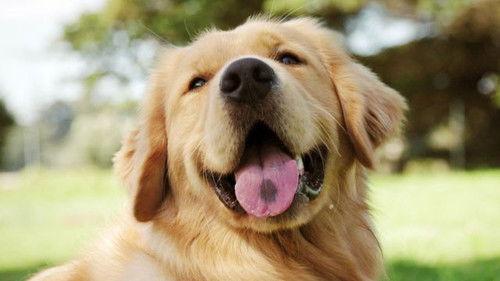 Dog Squad Puppy School Season 1 Episode 2 - Episode 2