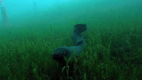 Nature Season 31 Episode 10 - The Mystery of Eels