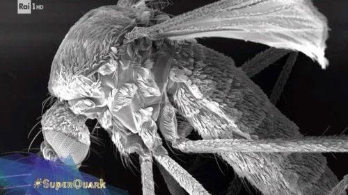 Superquark Season 26 Episode 3 - Tokyo Olympics, Turin's Egyptian Museum, and the police's technological arsenal