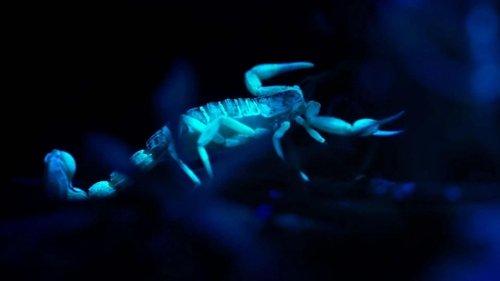 Shining Nature Season 1 Episode 2 - Shine to survive