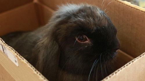 Dr. K's Exotic Animal ER Season 2 Episode 4 - Sticky Pixie and Trixie Too!