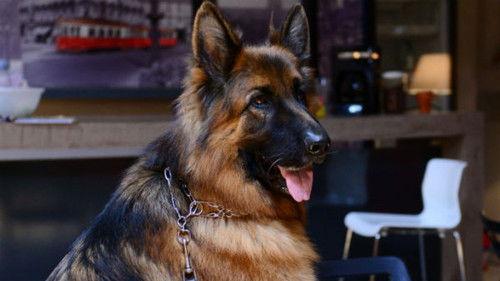 Komisarz Alex Season 6 Episode 10 - Episode 10