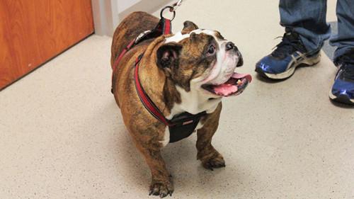 Animal ER Season 1 Episode 4 - Code Red