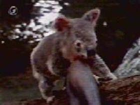 Background image for The Scarlet Koala