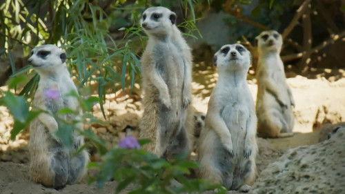 The Zoo: San Diego Season 2 Episode 8 - Dining with Meerkats