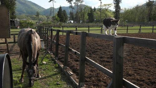 A Cat's-Eye View of Japan Season 3 Episode 12 - Iwate: Land of History and Horses