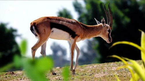 Race of life Season 1 Episode 6 - Run Like The Wind