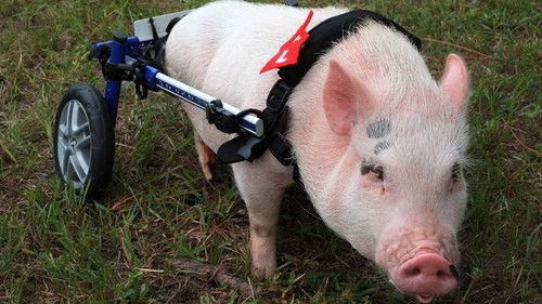 Nature Season 32 Episode 14 - My Bionic Pet