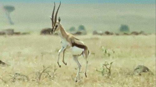 Trials of Life Season 1 Episode 10 - Talking to Strangers