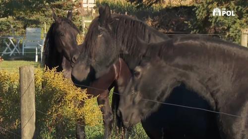 The Incredible Dr. Pol Season 21 Episode 3 - Faux Paws