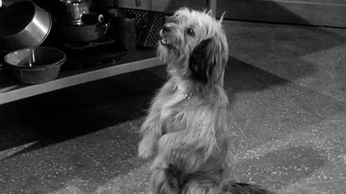 Petticoat Junction Season 2 Episode 6 - My Dog the Actor