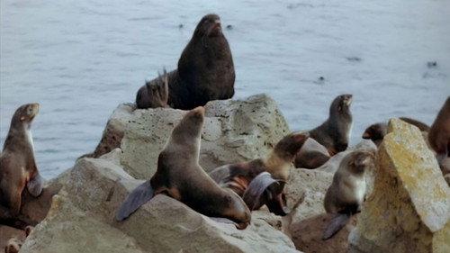 The Wonderful World of Disney Season 1 Episode 3 - Prairie/Seal Island