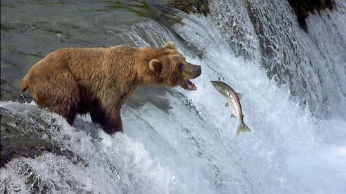 Great Migrations Season 1 Episode 2 - Need to Breed