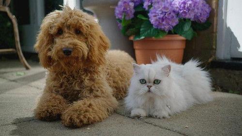 Background image for Waffle's Doggy Buddies