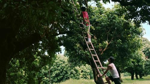 Secrets Happened on the Litchi Island Season 1 Episode 1 - Licorice Wax Apple