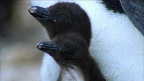 Nature Season 33 Episode 2 - Penguins: Spy in the Huddle: First Steps