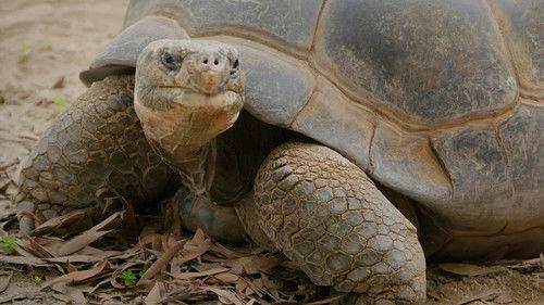 The Zoo: San Diego Season 2 Episode 9 - Abigail the Incredible