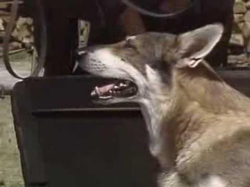 The Littlest Hobo Season 6 Episode 12 - Prodigal Son