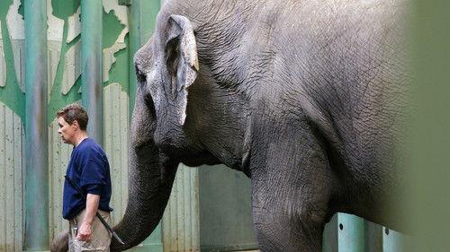 Hôpital vétérinaire Season 5 Episode 8 - Episode 8