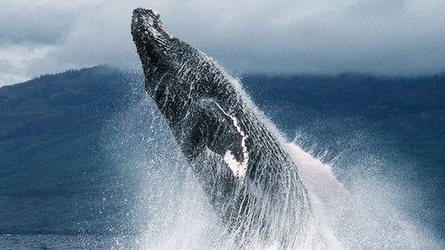 Nature Season 28 Episode 4 - Fellowship of the Whales