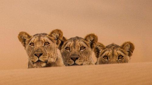 Nature Season 43 Episode 4 - Lions of the Skeleton Coast