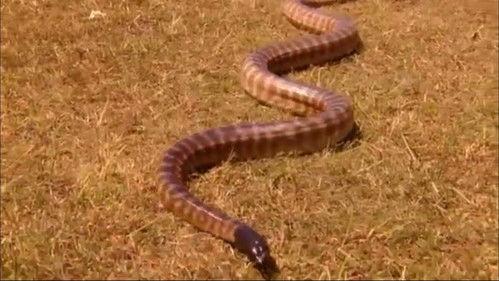 The Wiggles Season 5 Episode 22 - G'day Mate